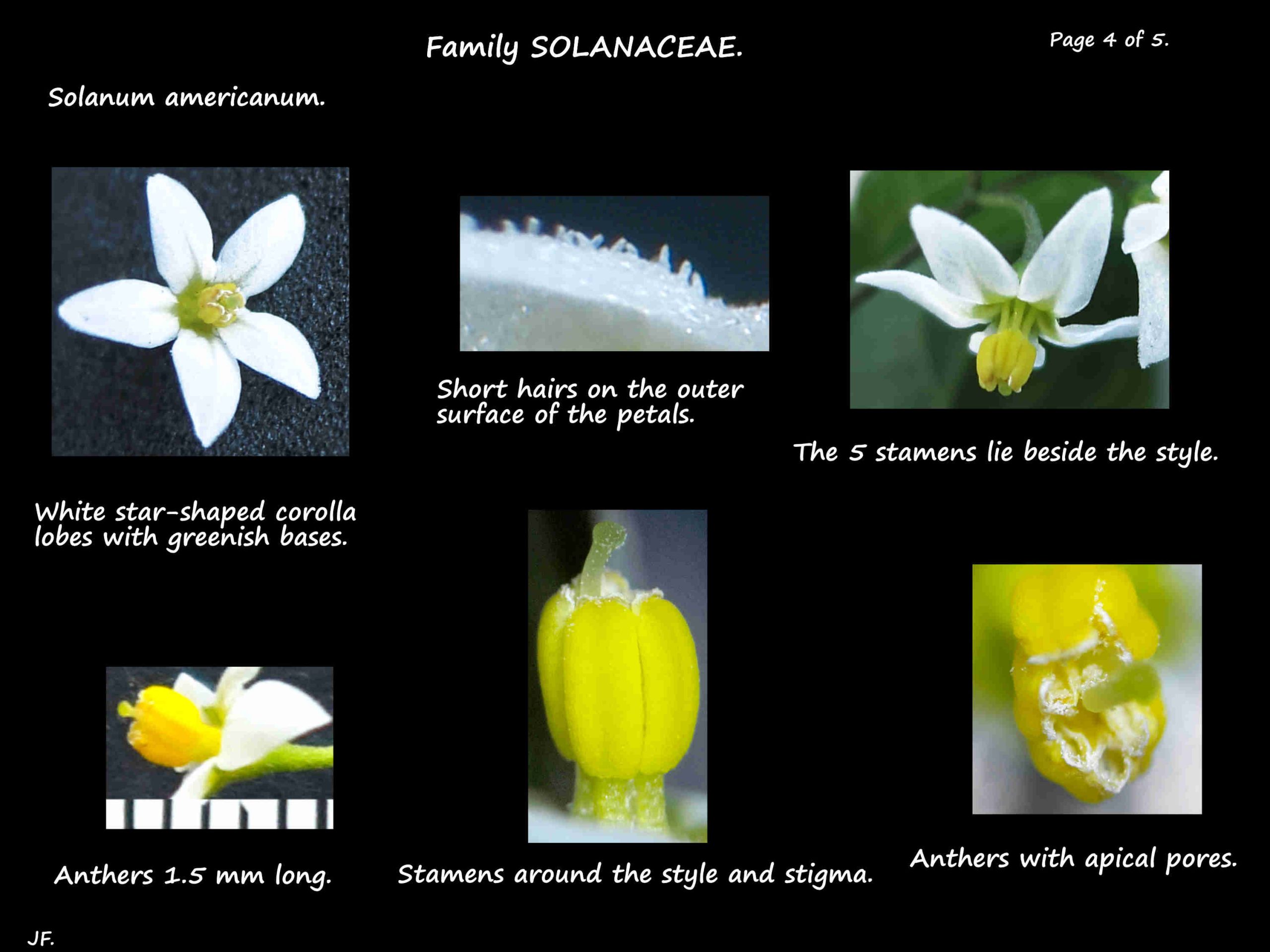 4 Solanum americanum stamens